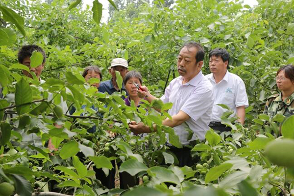 圖為李保國在田間為農(nóng)戶講解核桃栽培實(shí)用技術(shù)。